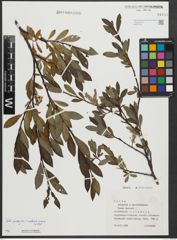 Foto von Salix purpurea L. x Salix waldsteiniana Willd.